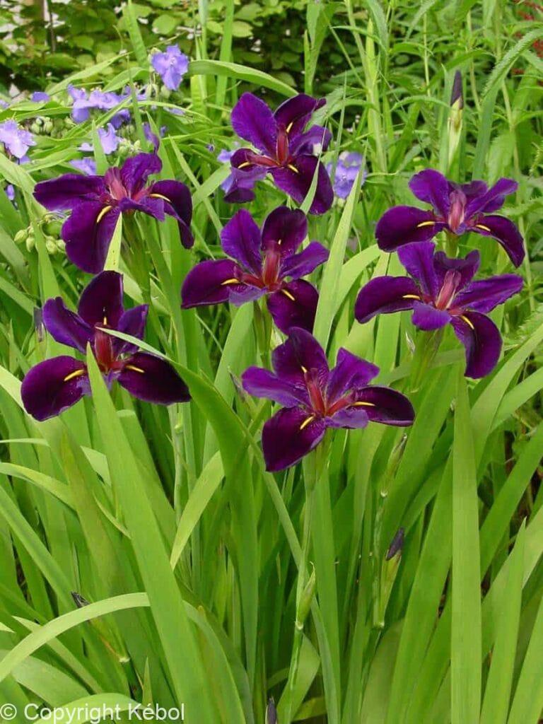 Iris Black Gamecock