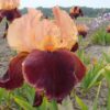 Iris Cimarron Strip