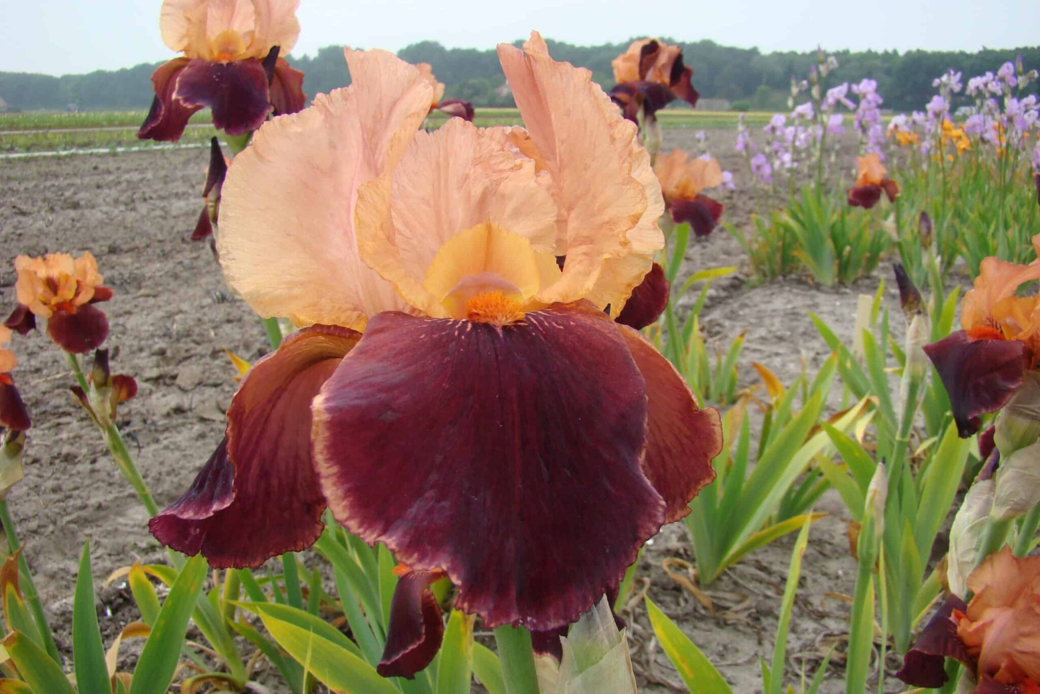Iris Cimarron Strip