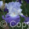 Iris Clarence