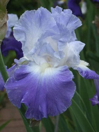 Iris Clarence - bag