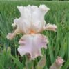 Iris Frappe