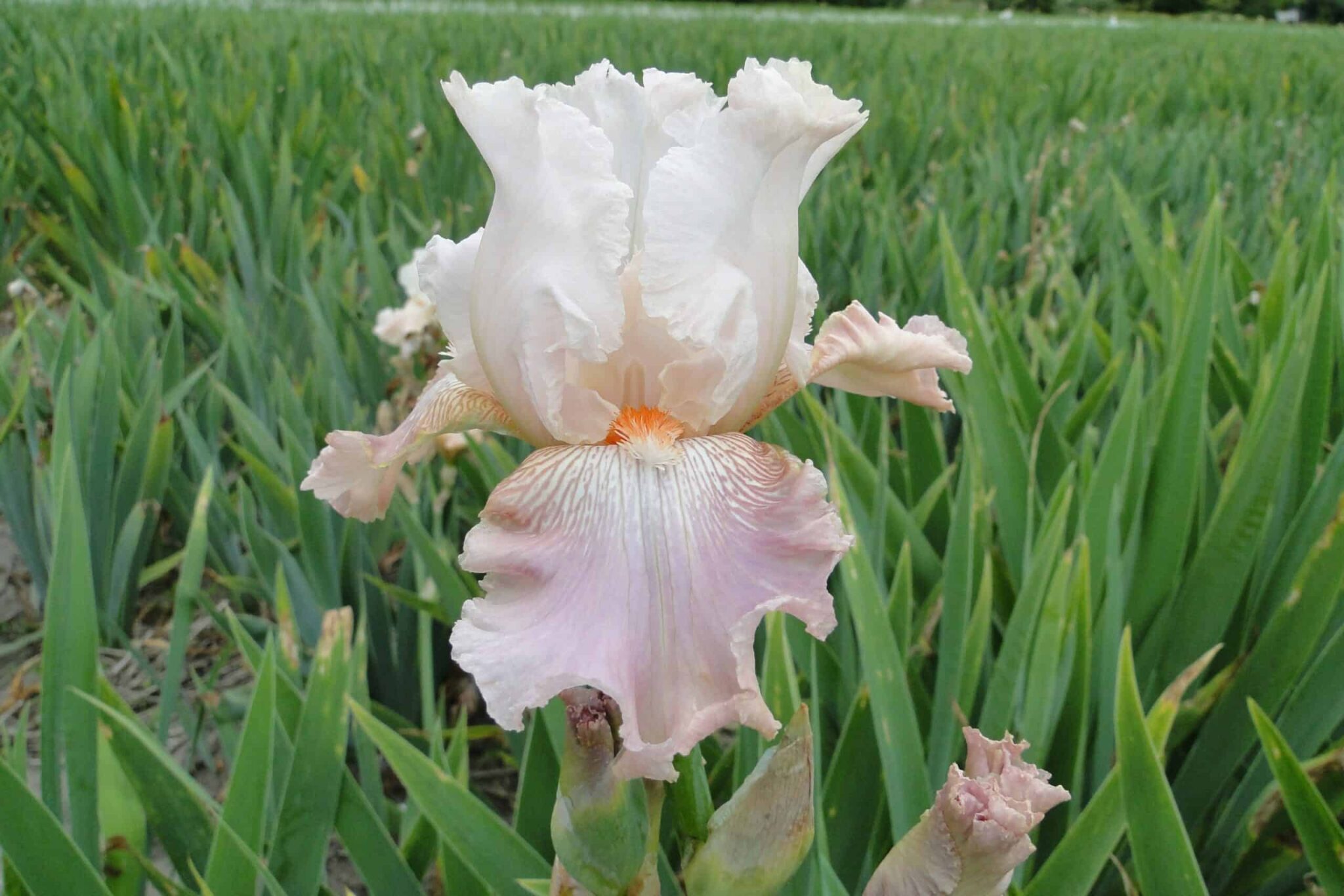 Iris Frappe