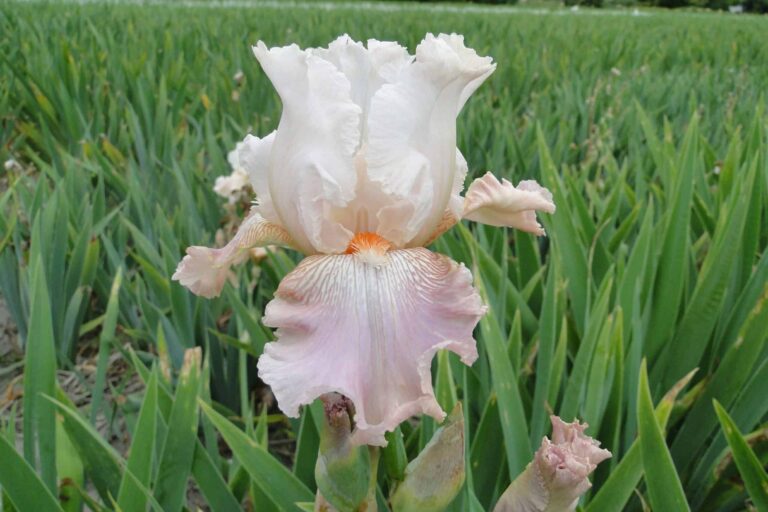 Iris Frappe