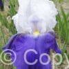 Iris Arpege