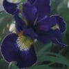 Iris Golden Edge
