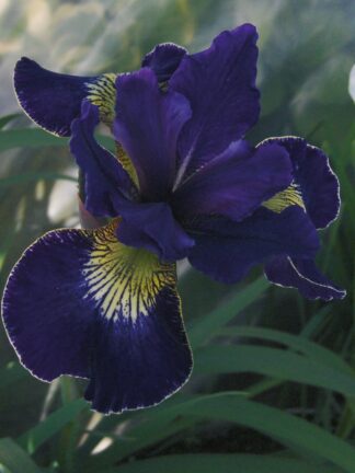 Iris Golden Edge