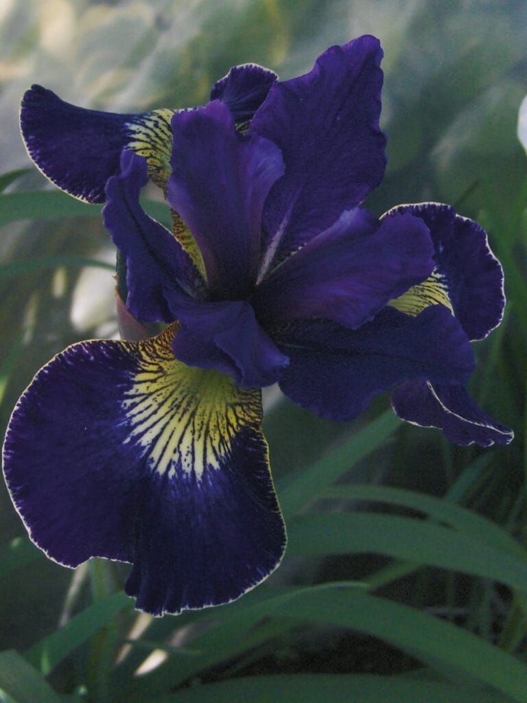 Iris Golden Edge