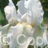 Iris Immortality