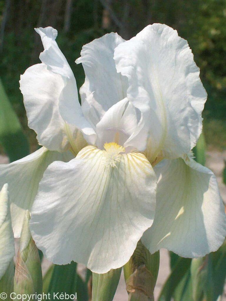 Iris Immortality