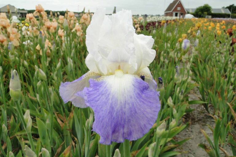 Iris Mission Ridge