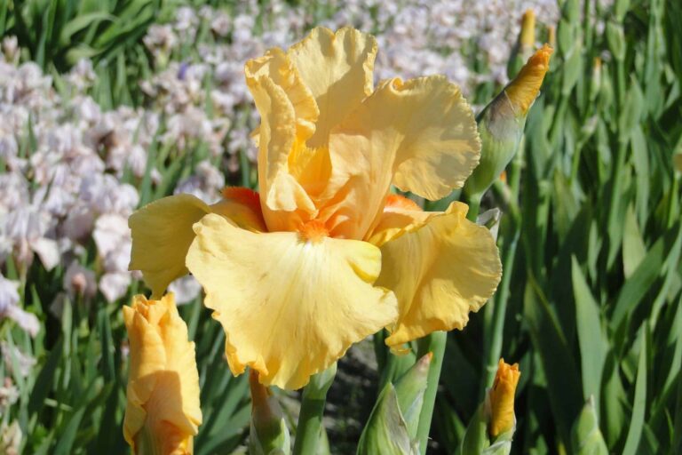 Iris Orange Chariot