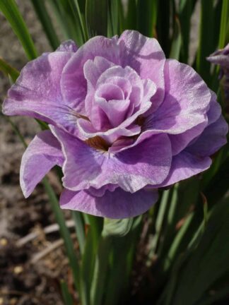 Iris Pink Parfait
