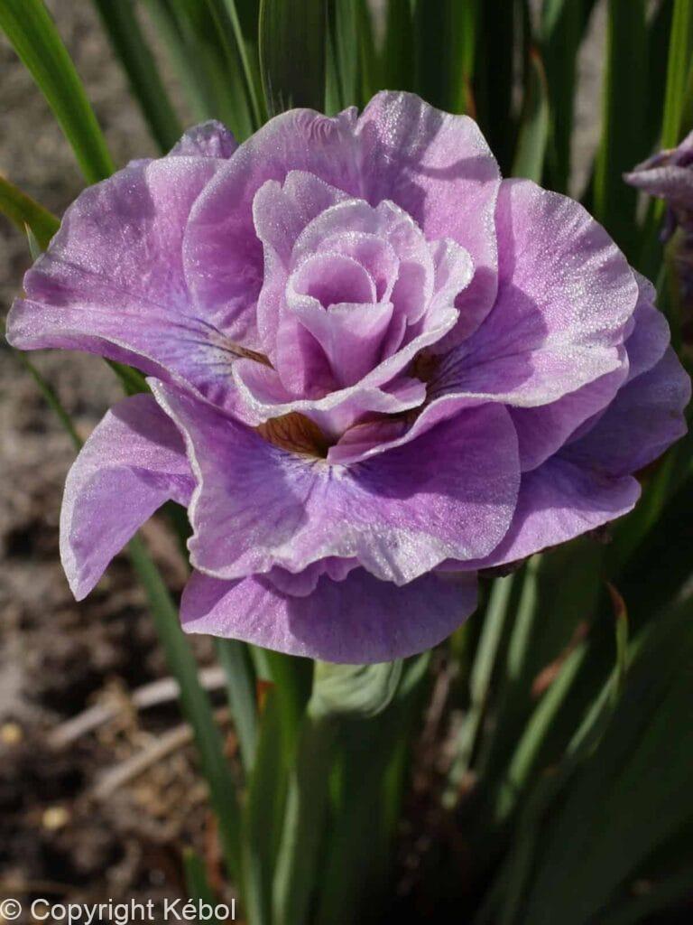 Iris Pink Parfait