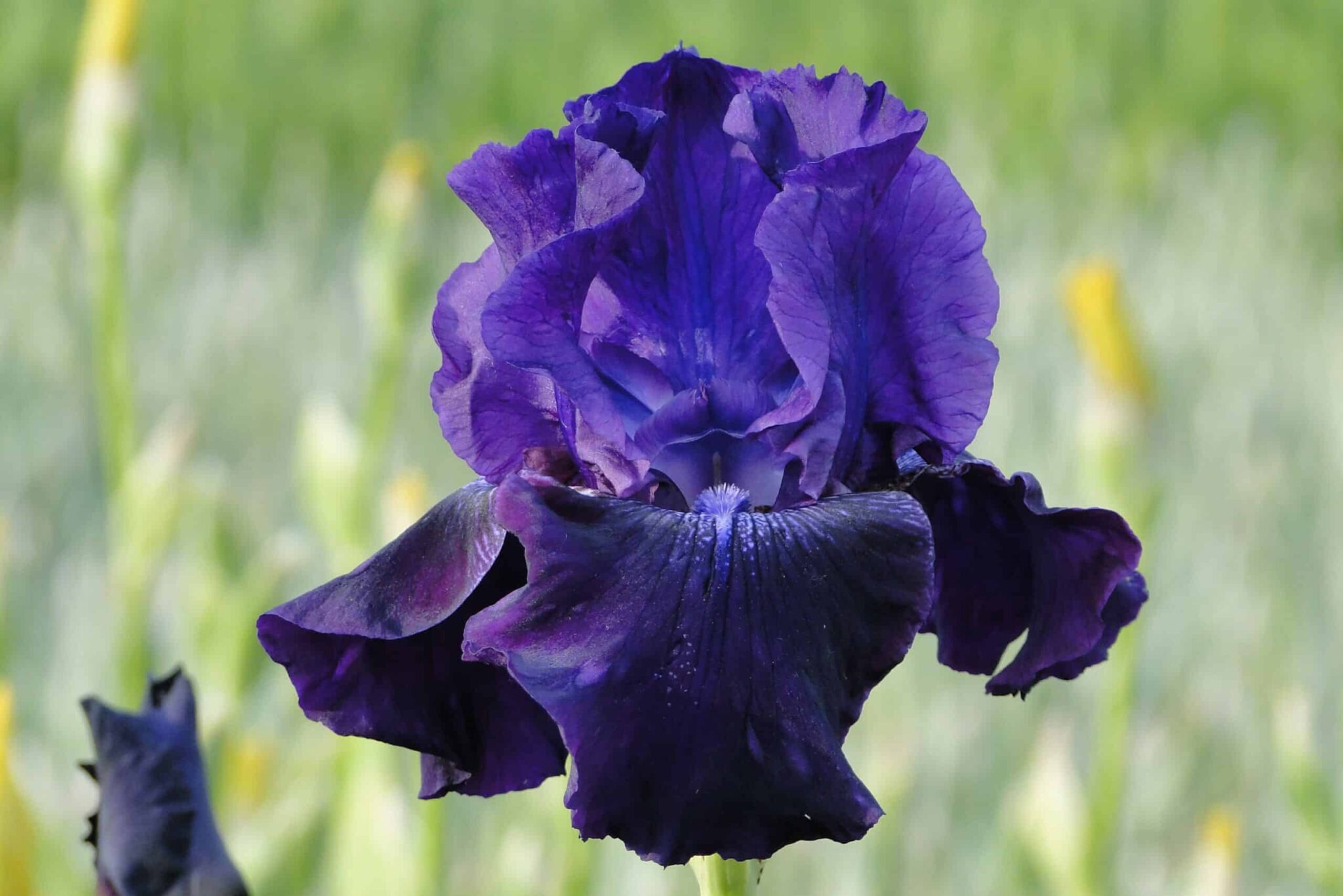 Iris Rosalie Figge