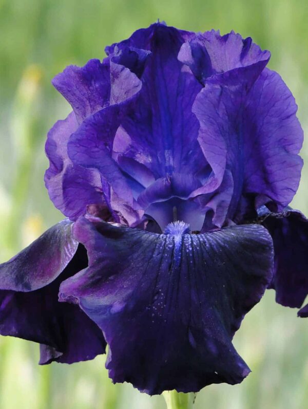 Iris Rosalie Figge - case