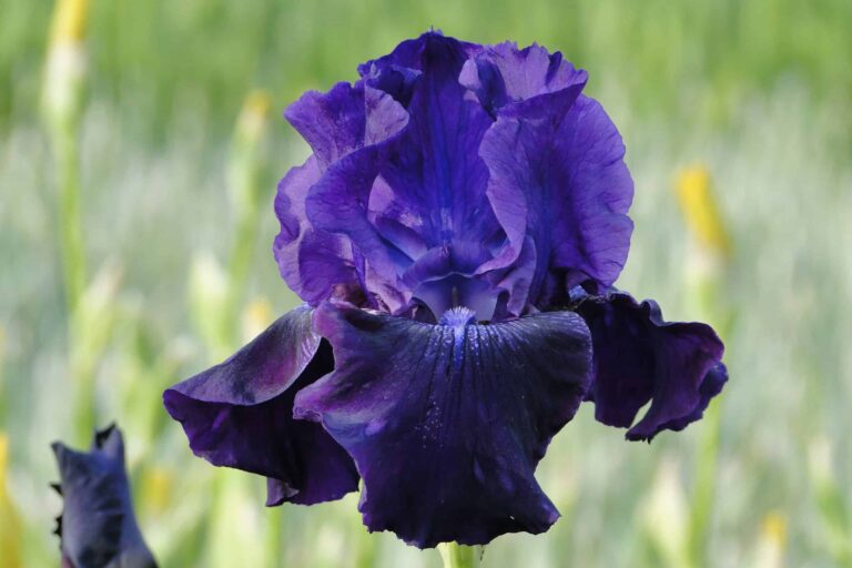 Iris Rosalie Figge