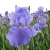 Iris Sea Double