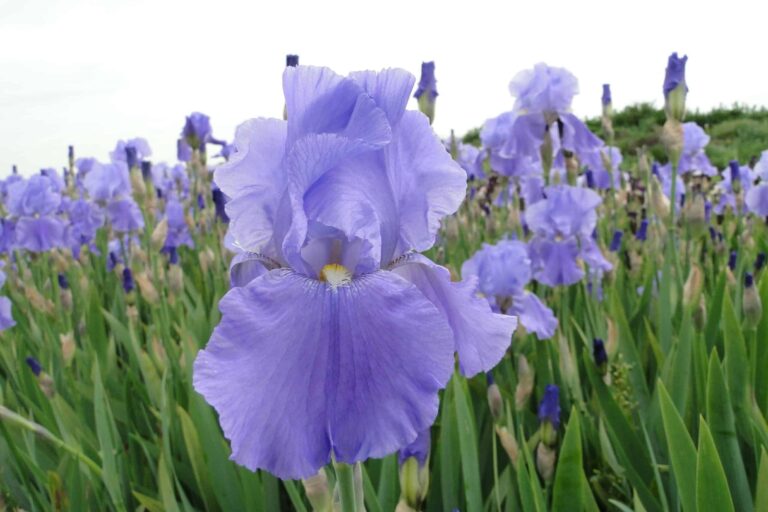 Iris Sea Double