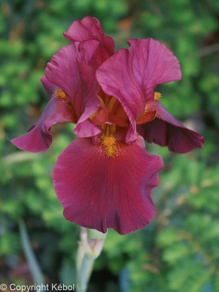 Iris War Chief