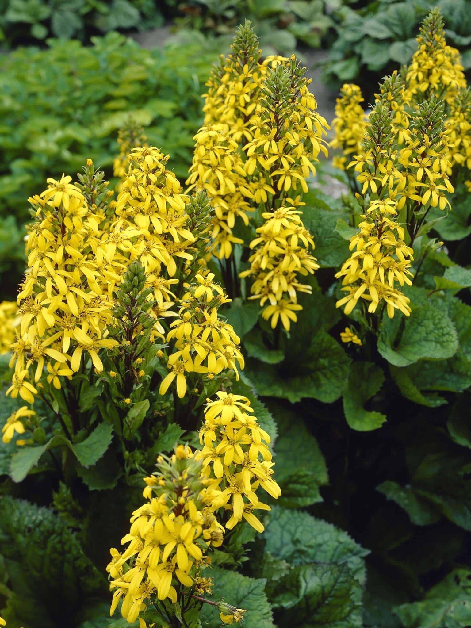 Ligularia Little Lantern
