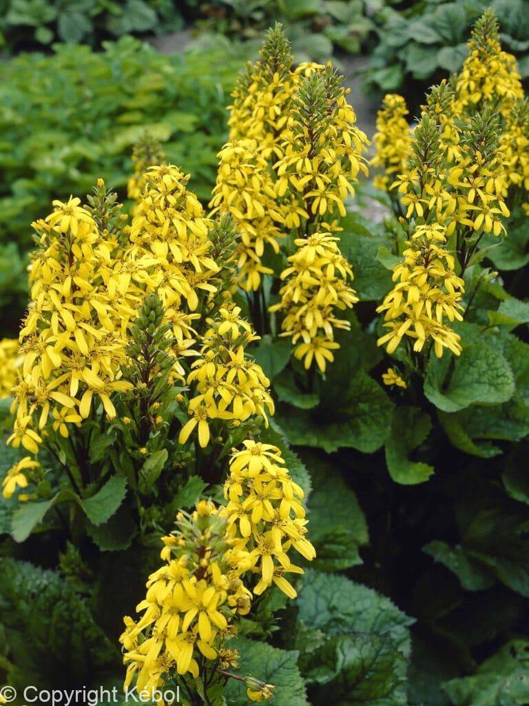 Ligularia Little Lantern