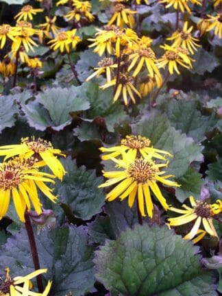 Ligularia Twilight - bag