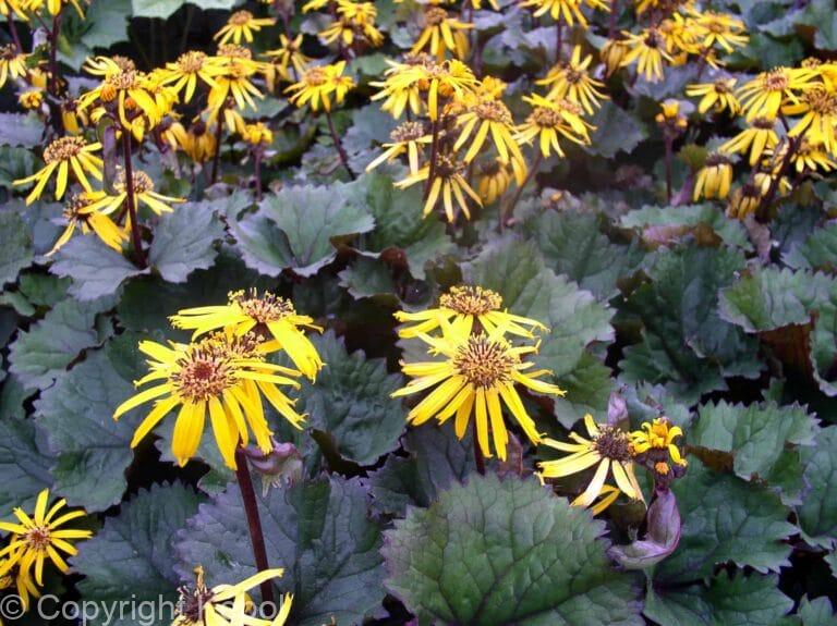 Ligularia TwiLight