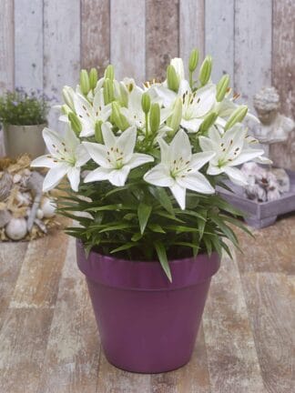 Lilium FantAsiatic White