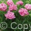 Paeonia Alexander Fleming