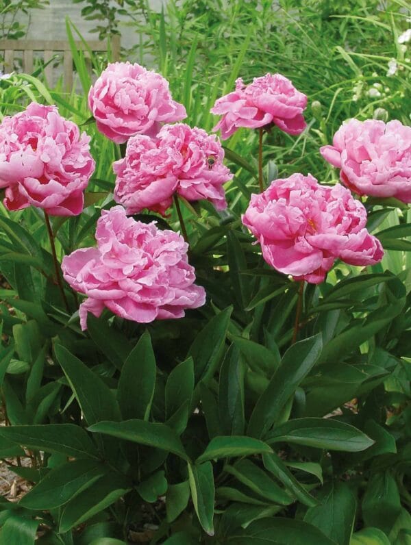 Paeonia Alexander Fleming