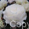 Paeonia Ann Cousins