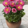 Paeonia Athens