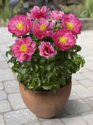 Paeonia Athens - bag