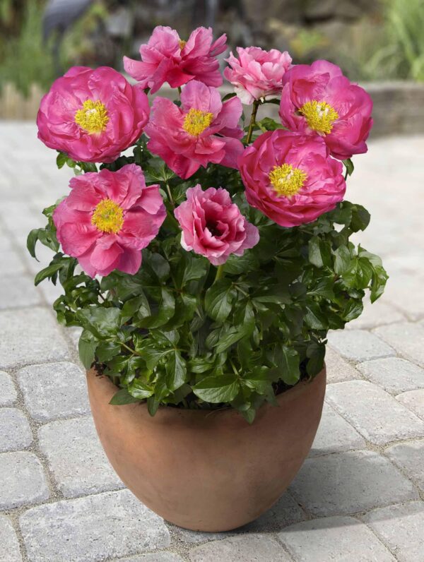 Paeonia Athens