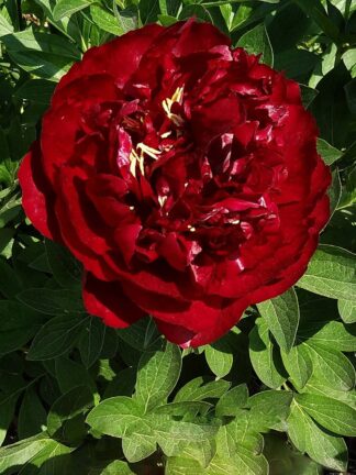 Paeonia Buckeye Belle - bag