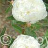 Paeonia Duchesse de Nemours