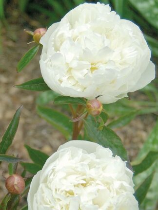 Paeonia Duchesse de Nemours