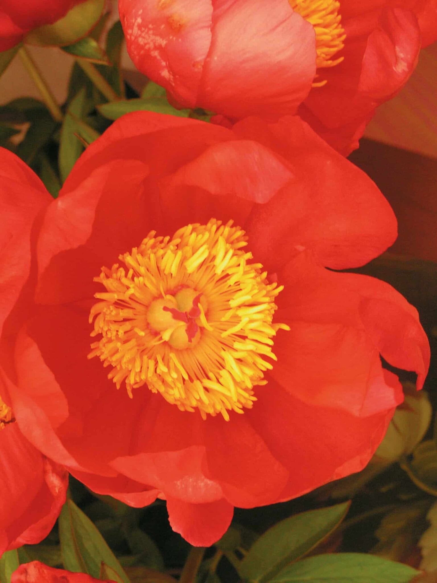 Paeonia Flame