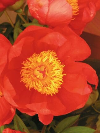 Paeonia Flame - bag