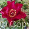 Paeonia Scarlet Heaven