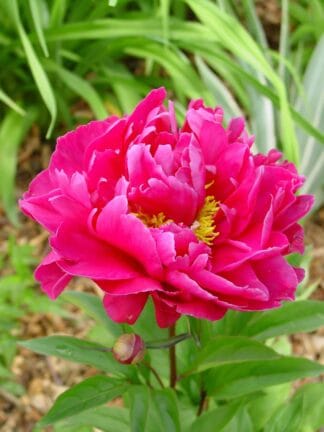 Paeonia Karl Rosenfeld - bag