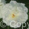 Paeonia Kelway's Glorious
