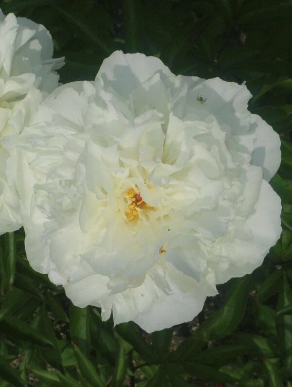 Paeonia Kelway's Glorious - case