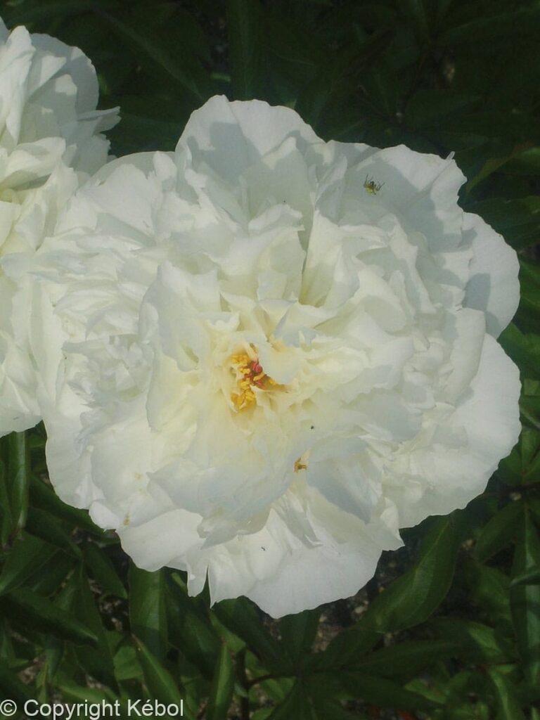 Paeonia Kelway's Glorious