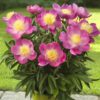 Paeonia Kiev