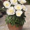 Paeonia Madrid