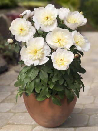 Paeonia Madrid - case