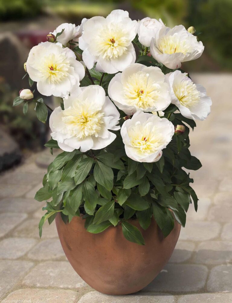 Paeonia Madrid
