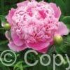 Paeonia Monsieur Jules Elie